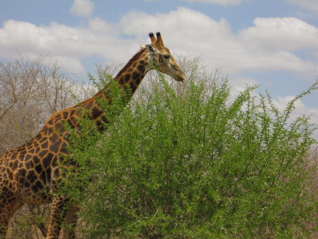 Žirafa našla jediný zelený keř široko daleko, takže nemohla odolat.