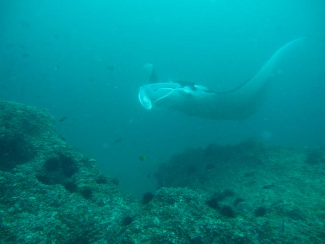Mezi největší zážitky pro potápěče patří setkání s mantami.