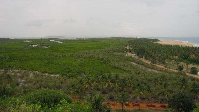 Z výšky si prohlížíme mangrovový les.