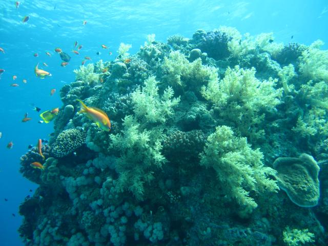 Hned u lodi jsou krásné korálové útesy.